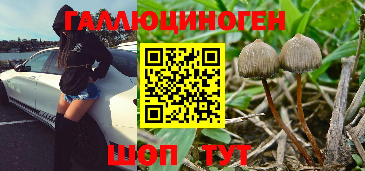 Галлюциногенные грибы Psilocybe Куйбышев